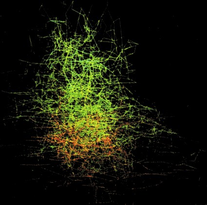 EEG Attractor for Olfactory Bulb of Resting Rat