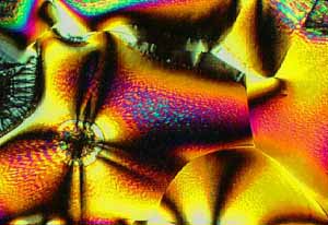 photomicrograph